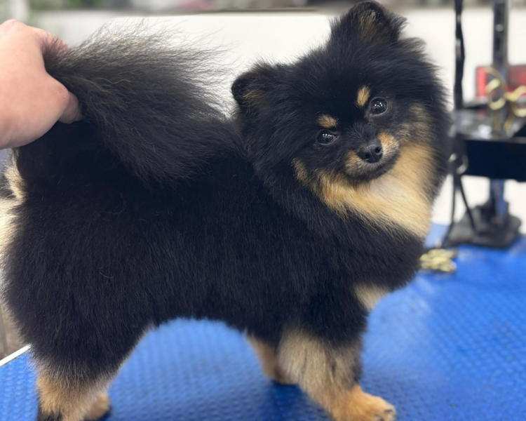 Peluquería Pomerania