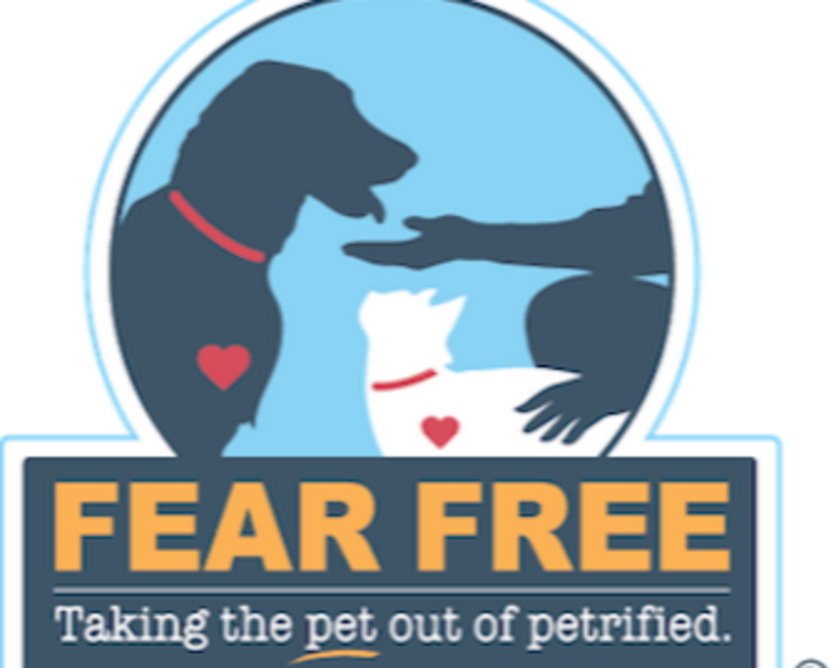 Consulta Veterinaria + Vacuna