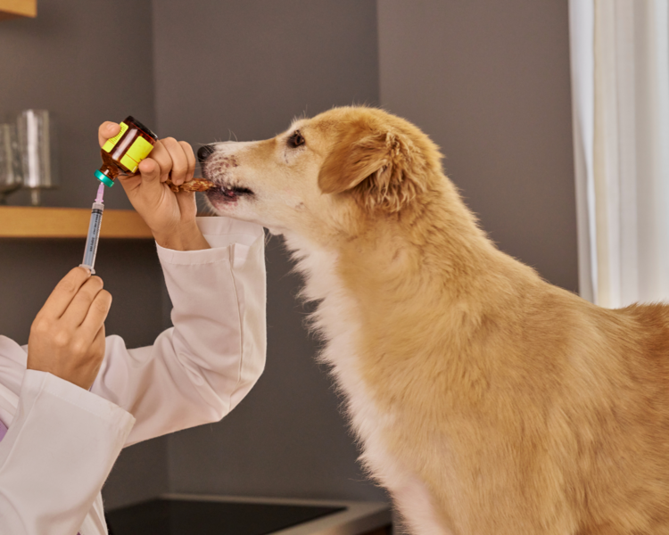 Consulta Veterinaria