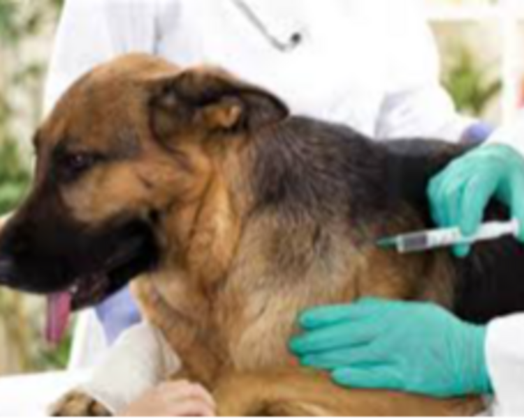 VACUNA ANTIRRABICA FELINA O CANINA