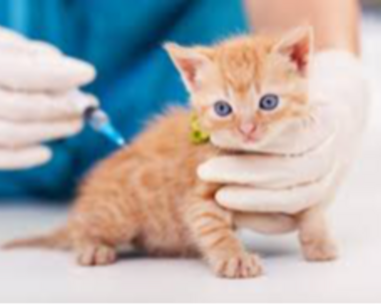 VACUNA LEUCEMIA FELINA