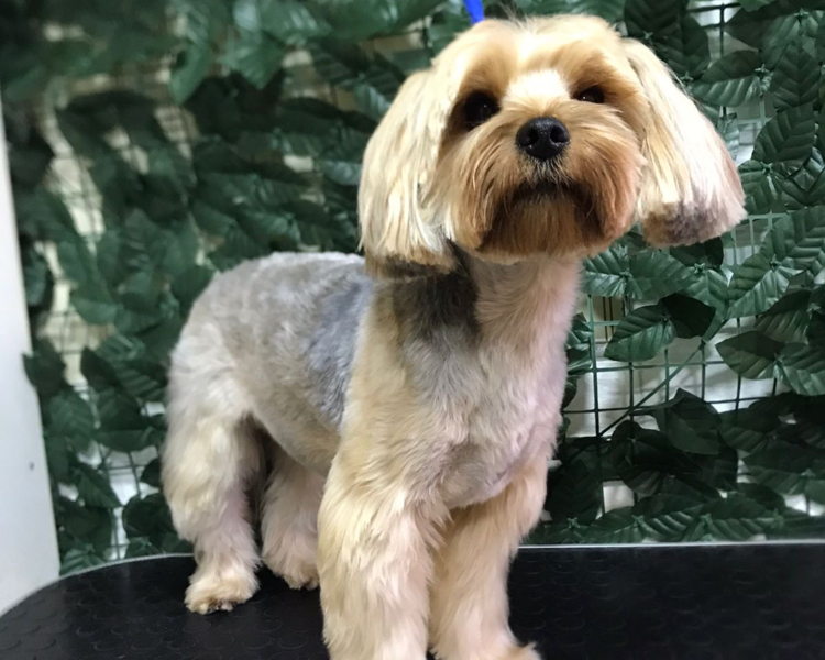 BAÑO Y CORTE 1KG - 4KG