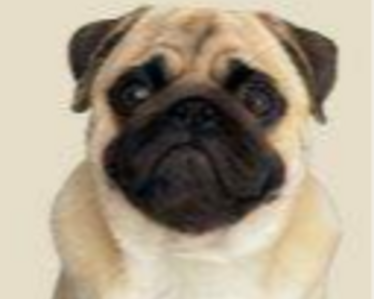 1 BAÑO RAZA PEQUEÑA