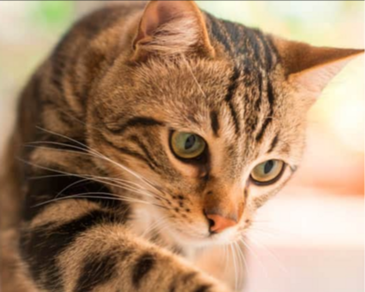 2 BAÑO RAZA MEDIANA