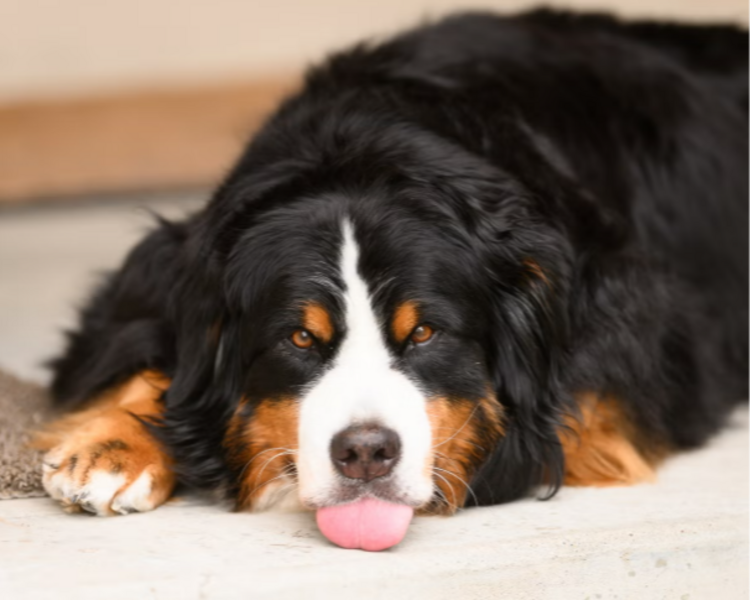 8 BAÑO Y PELUQ. RAZA EXTRA-GRANDE