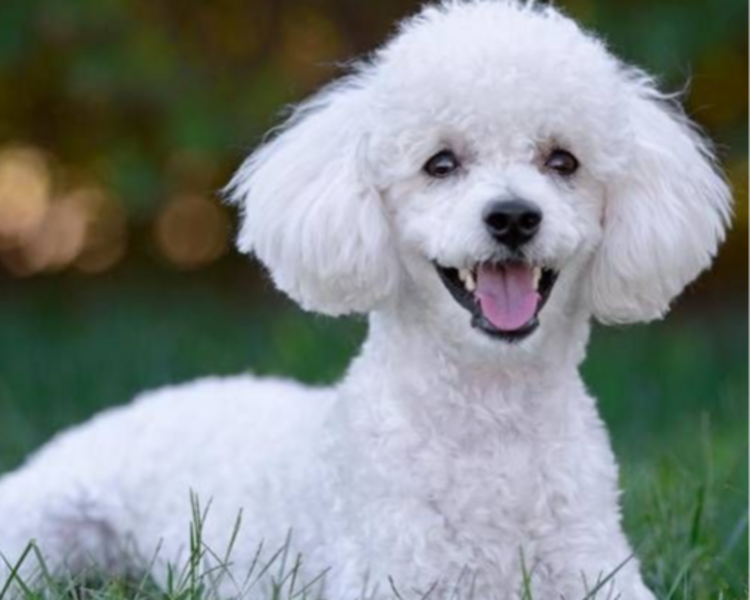 5 BAÑO Y PELUQUERIA RAZA PEQUEÑA