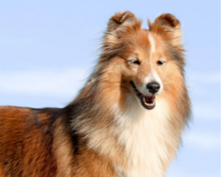 6 BAÑO Y PELUQUERIA RAZA MEDIANA