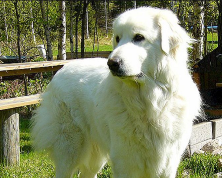 7 BAÑO Y PELUQUERIA RAZA GRANDE