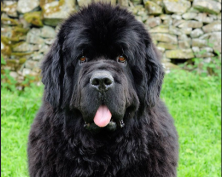 4 BAÑO RAZA EXTRA-GRANDE