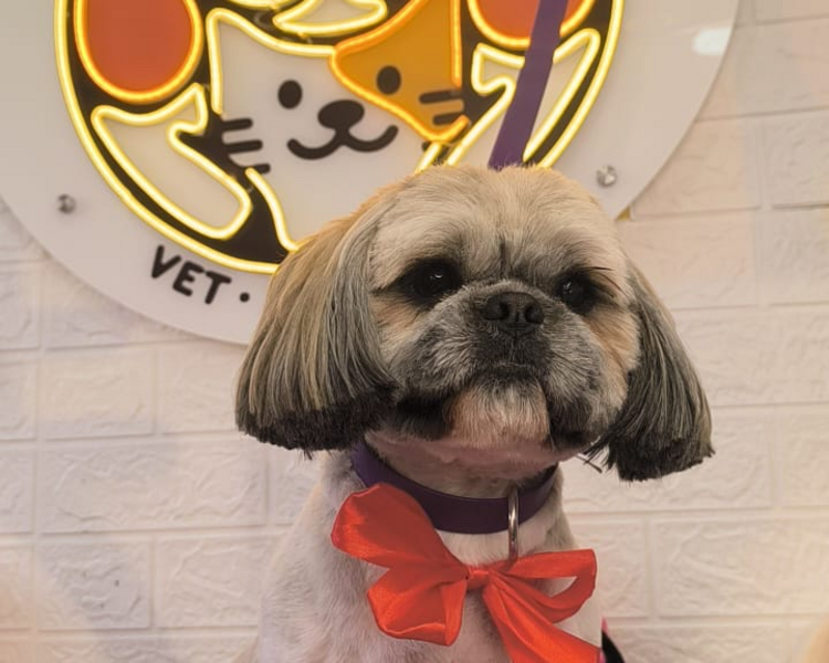 BAÑO Y CORTE 5KG - 9KG