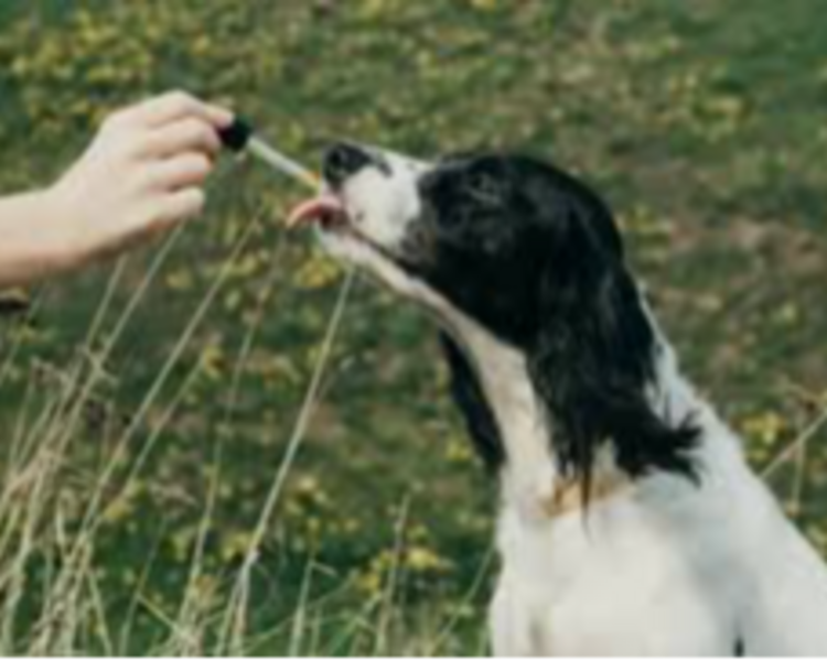 Consulta OnLine de " Flores de Bach " (Despacho vía Starken por pagar)