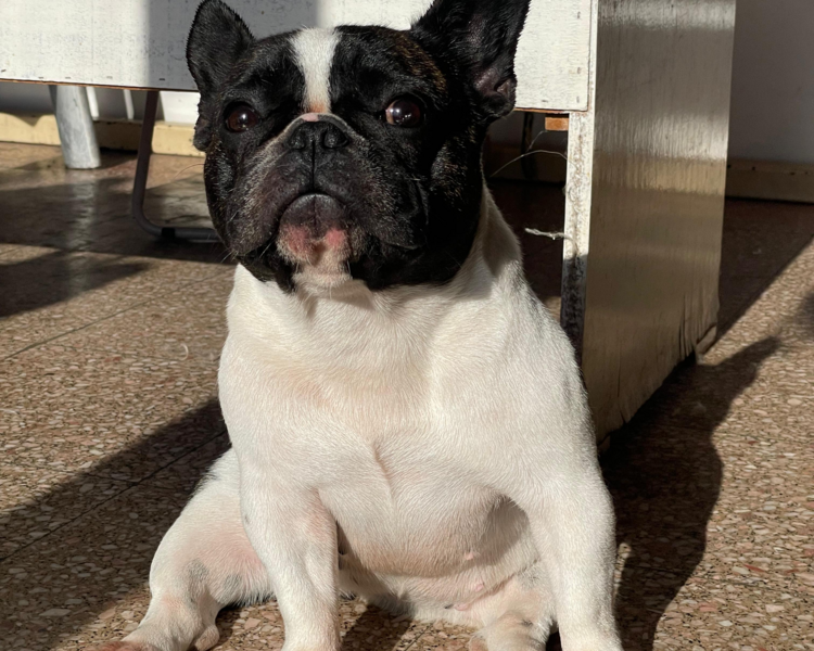 Baño perro Chico (hasta 10kg aprox)