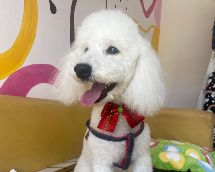 Baño perro Mediano Chico (10 a 15kg aprox)