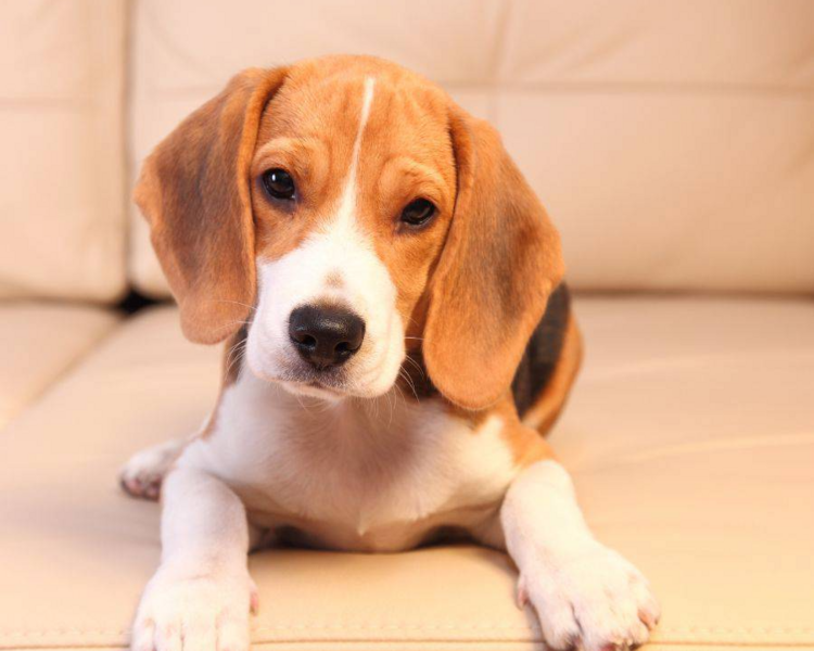 Autolavado y secado 1 ficha