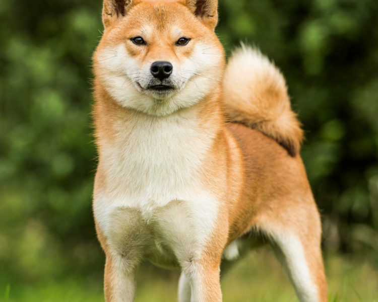 Autolavado y secado 2 ficha