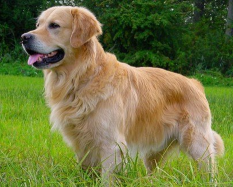 Autolavado y secado 3 ficha