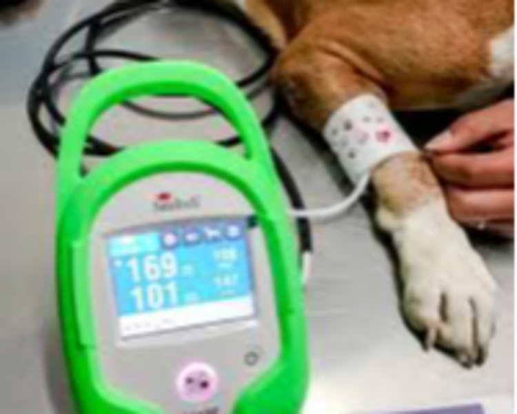 Cardiología (Ecocardiograma + Electrocardiograma + Presión Arterial) 