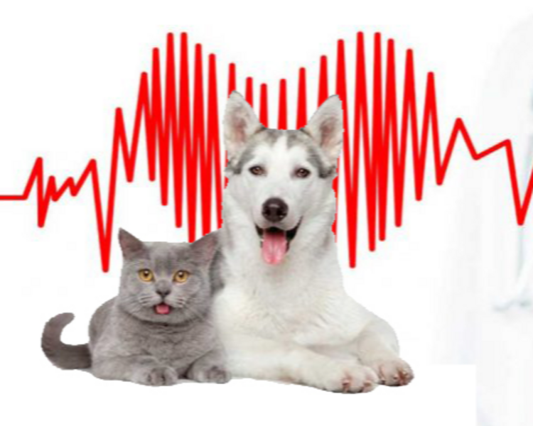 Cardiología (Ecocardiograma + Ecodoppler cardiaco)