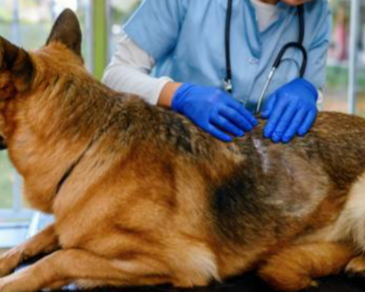 Consulta Dermatológica 