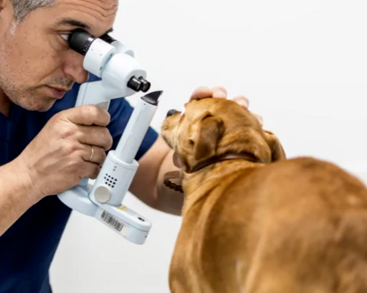 Consulta Oftalmológica 