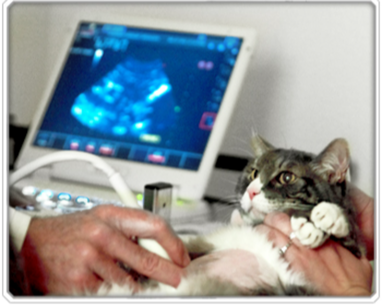 Ecografía Abdominal 