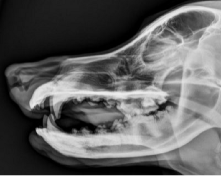 Radiología (1 incidencia)