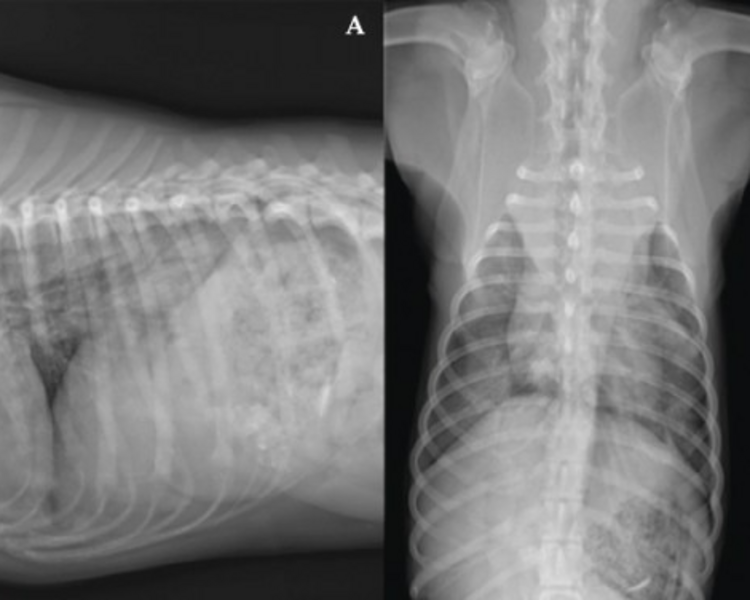 Radiología (2 incidencias)