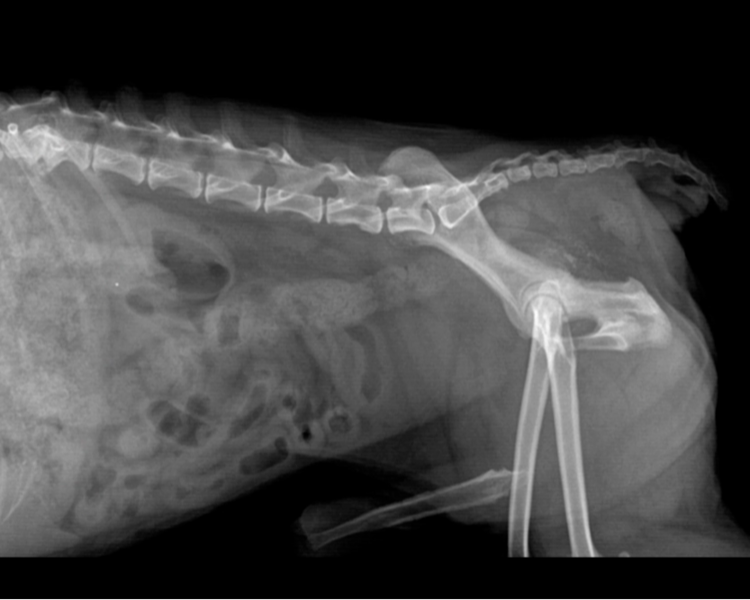 Radiología (3 incidencias)