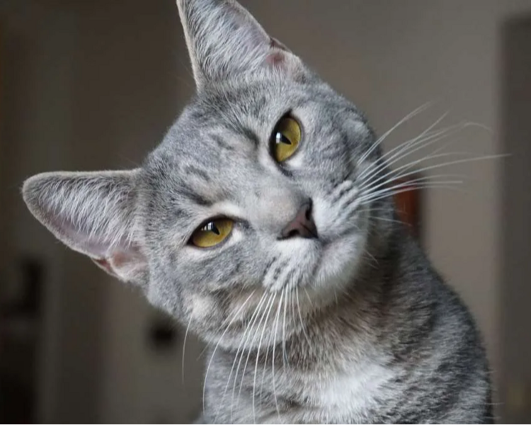 Consulta Medicina Felina 