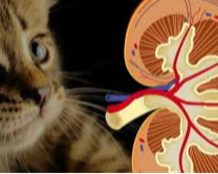 Consulta Nefrourologica 