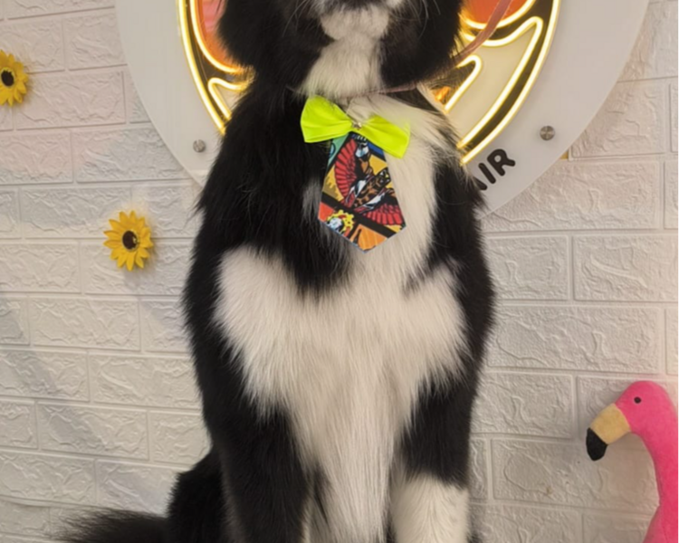 MANTO LARGO DOBLE CAPA 14KG - 19KG