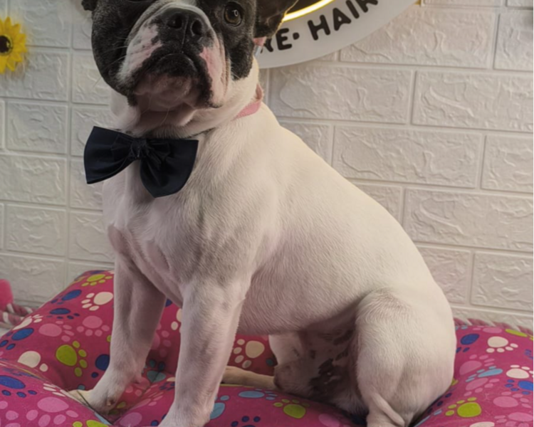 BAÑO PELO CORTO 10KG - 19KG