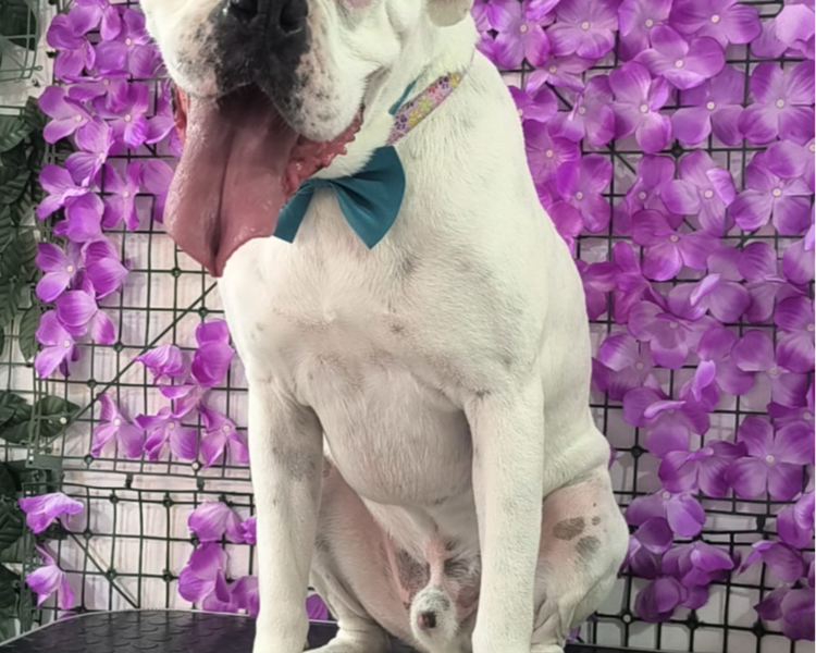 BAÑO PELO CORTO 20KG - 29KG