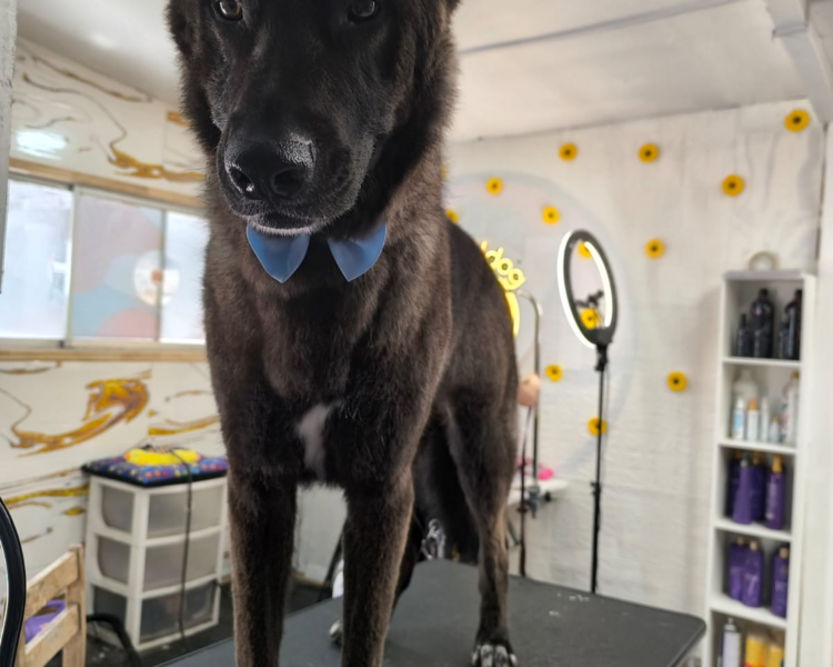 MANTO CORTO DOBLE CAPA 30KG - 34KG