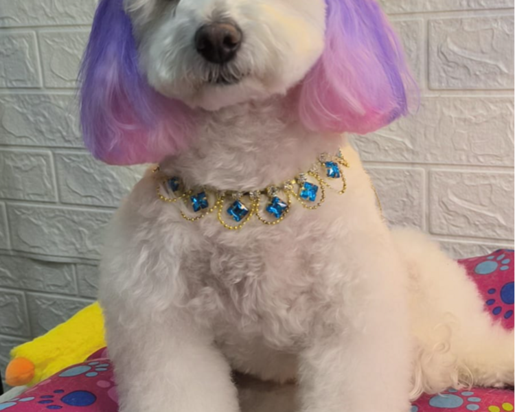 CORTE RAZAS 10KG-14KG