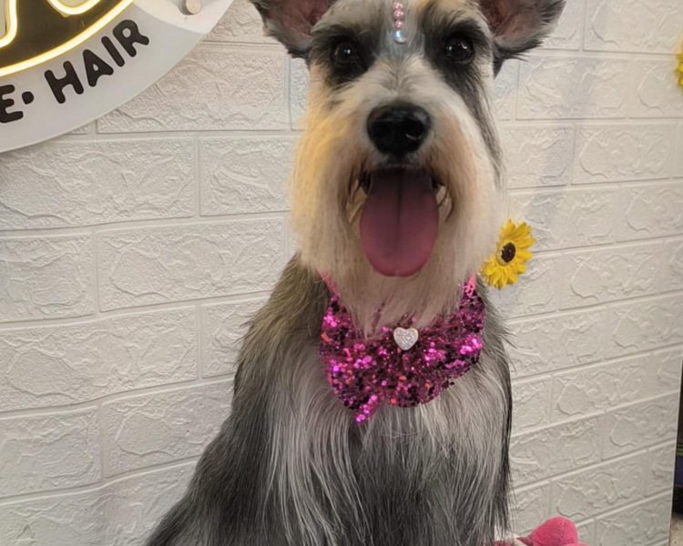 BAÑO Y CORTE 10KG -14KG