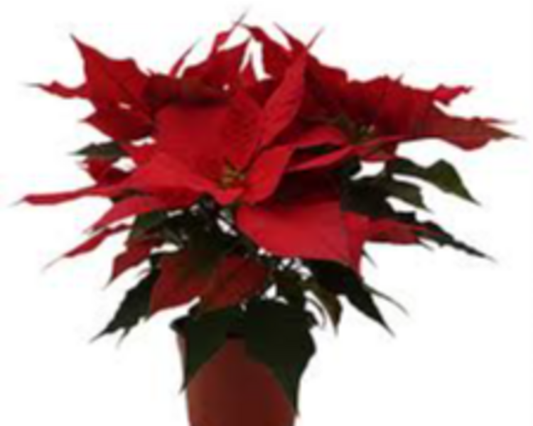 Instalación Pino de Navidad en Maceta  + 5 Nochebuenas