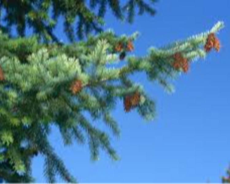 Premium: Pino Douglas Fir Canadiense 2 mts en Maceta (para replantar!)