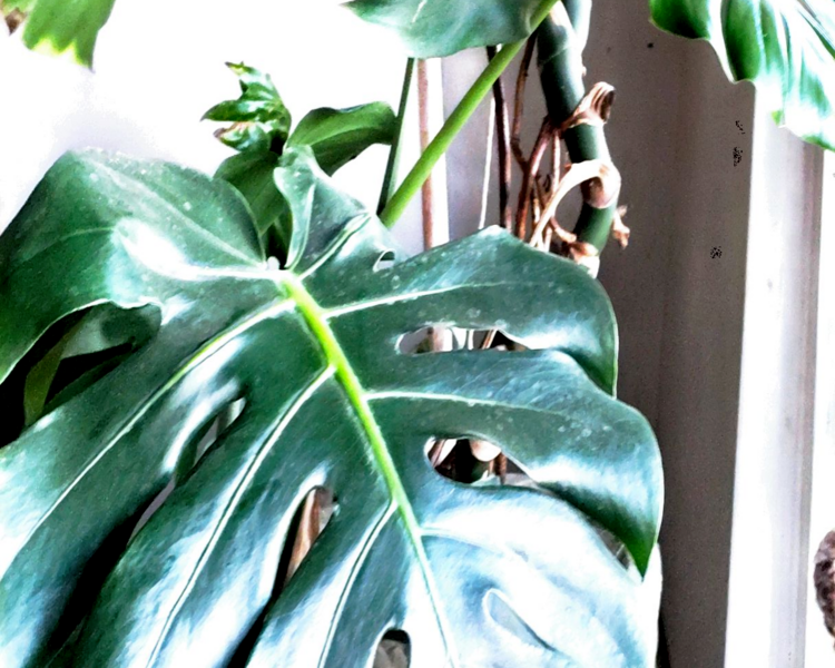 Consulta Psicológica de Pareja 