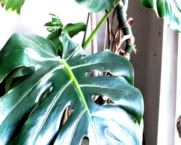 Consulta Psicológica de Pareja 