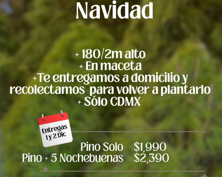 Instalacion Pino de Navidad Vivo en Maceta (1.80 a 2 metros)