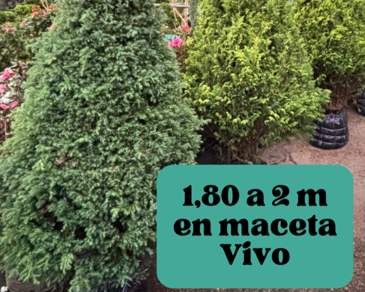 Instalacion Pino de Navidad Vivo en Maceta (1.80 a 2 metros)