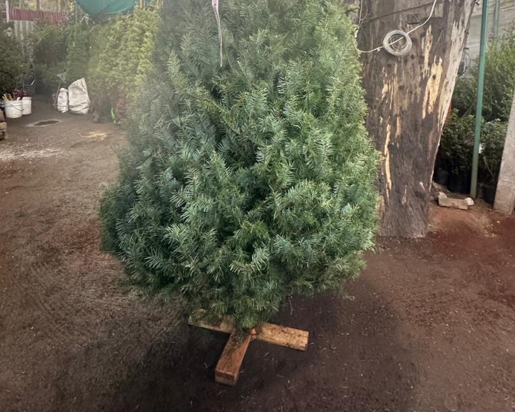 Douglas Fir Canadiense 3 METROS!