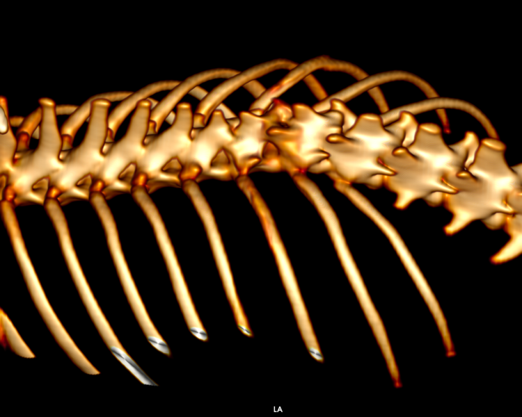 Interpretación imágenes TAC o RM por Radióloga acreditada American College of Veterinary Radiology