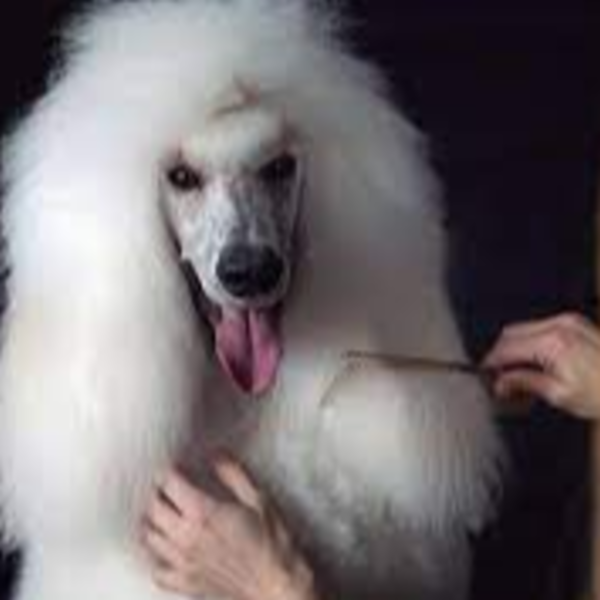 RESTAUTACIÓN DE MANTO RAZA PEQUEÑA