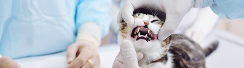 Alexis Jaliquias Veterinaria interior