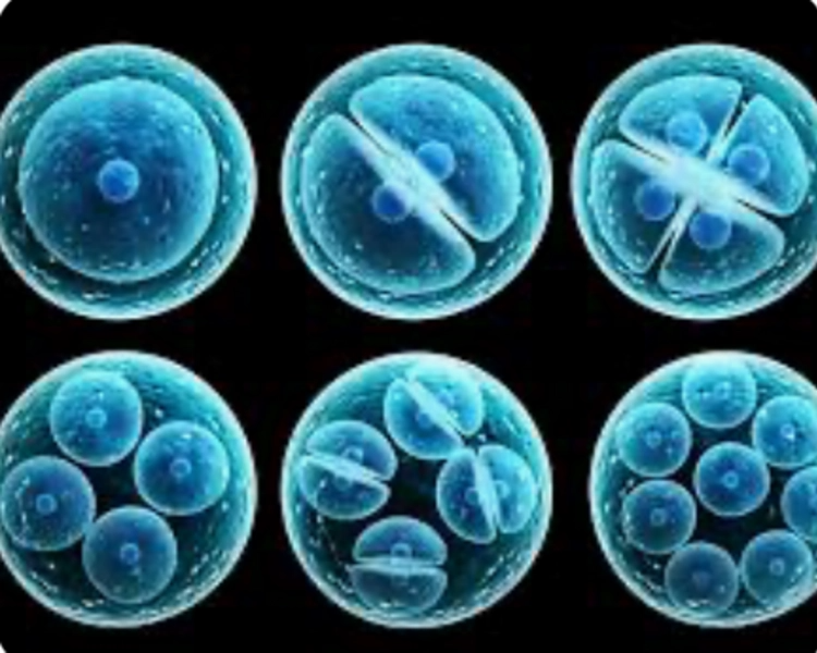 Celulas Madres / Stem Cells - 25 Millions