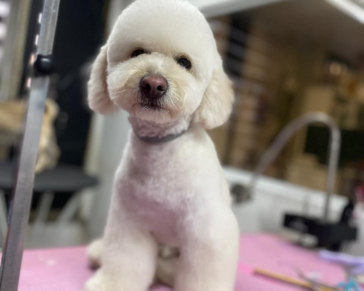 Cortes especiales varían de acuerdo al peso. (Osito, Asiatico)