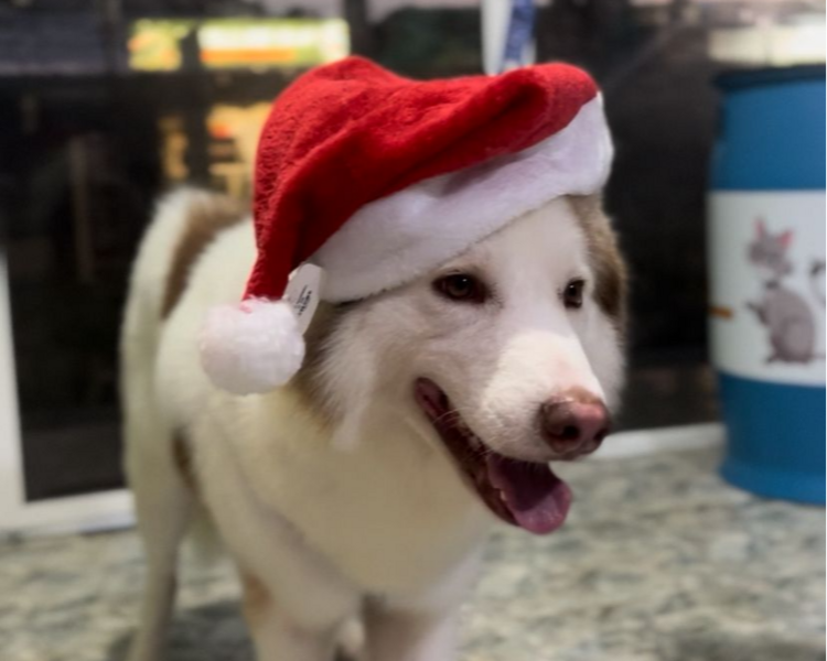 GROOMING RAZA GRANDE