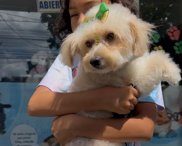 GROOMING RAZA MEDIANA